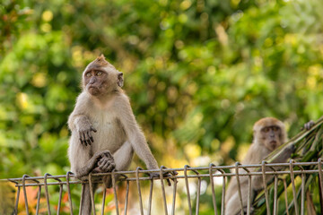 Closeup portrait of Tufted gray langur Semnopithecus priam