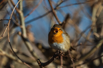A picture of a Robin singing perched in a hedge.