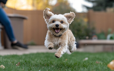 Happy Dog Running Joyfully on the Street Captured in Motion