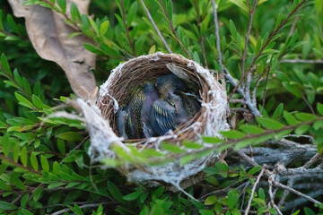 small bird's nest with yellow-throated chicks