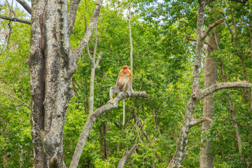 Proboscis Monkey Nasalis larvatus in mangrove rain forest