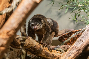 cute wild bear cuscus aulirops ursinus arboreal . small cute rare endemic animal