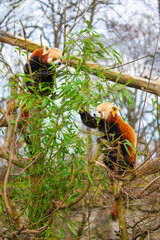 red panda Ailurus fulgens, lesser panda, is a small mammal