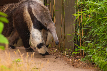 Giant anteater cute animal from Brazil.