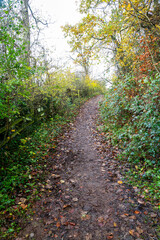 Woodland path in fall or autumn, England UK.