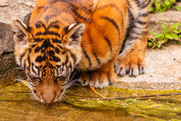 Sumatran tiger family with two little cubs