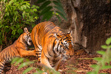 Sumatran tiger family with two little cubs