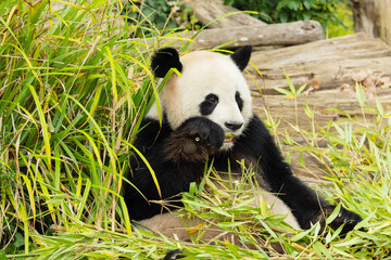 Obraz premium giant black and white panda is eating bamboo. Large animal closeup