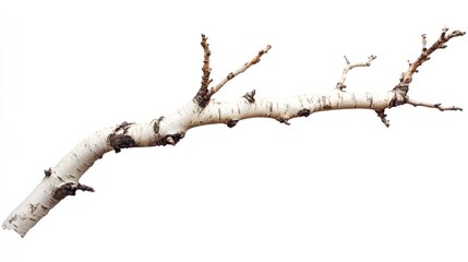 Fototapeta premium Isolated Birch Twigs on White Canvas. Natural Decorative Elements for Organic Aesthetics