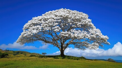 Naklejka premium Stunning white ipe tree in full bloom against a vibrant blue sky, its bright flowers creating a striking visual impact.