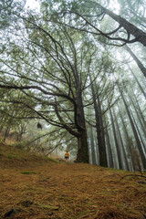 Mystischer Wald auf La Palma