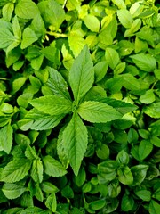 Primer plano de hojas verdes frescas en la naturaleza