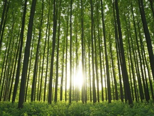 Fototapeta premium A serene forest scene with tall trees reaching towards the sunlight, creating a peaceful atmosphere filled with lush greenery.