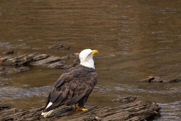 Bald Eagle Bird Looking At Sky