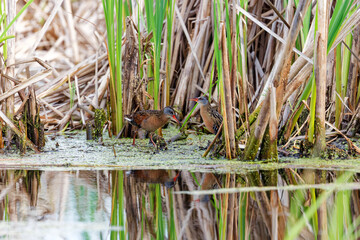 The Virginia rail (Rallus limicola) , small waterbird.  Is a  marsh bird with a long, heavy bill and a short, upturned tail.