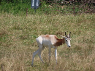 impala in the savannah