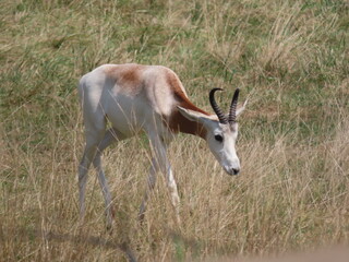 antelope in the grass