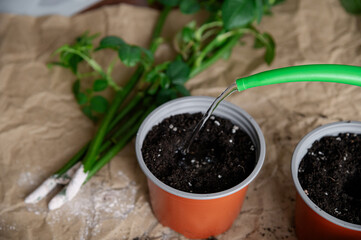 Preparation of a rose seedlings for planting. A series of photos about seedlings and plant propagation. Real state or situation or look. Water for plants