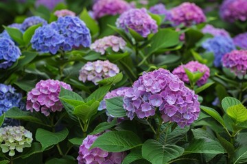 Vibrant hydrangea flowers showcasing various shades of pink, purple, and blue, creating a captivating springtime scene