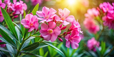 Fototapeta premium Close-up of a stunning pink oleander flower, radiant and vibrant in the garden.