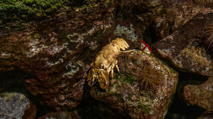 A close-up of a golden lobster resting on a mossy rock in a natural aquatic habitat. The scene showcases detailed textures of the lobster’s shell and the surrounding environment.