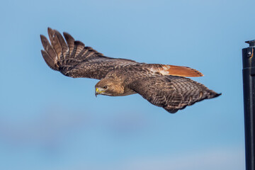 red tailed hawk in flight