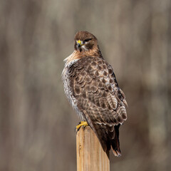red tailed hawk