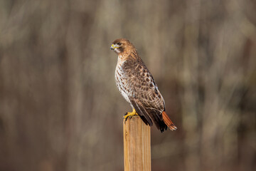 red tailed hawk