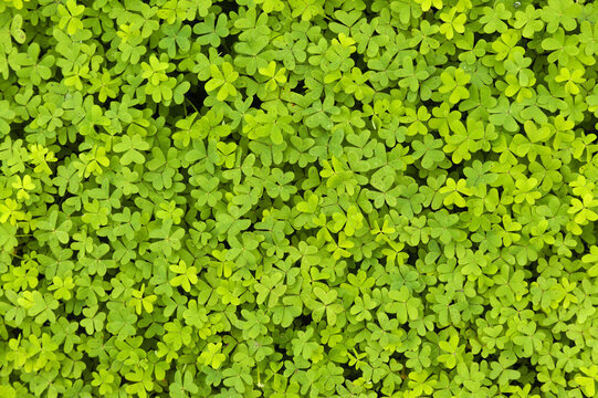 Flora of Gran Canaria -  Oxalis pes-caprae, invasive plant on the Canary Islands