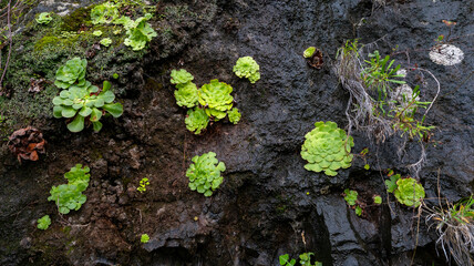 Lush green plants growing on a dark, moist rock surface, creating a striking contrast. The scene showcases the resilience of nature in a rugged and damp environment.