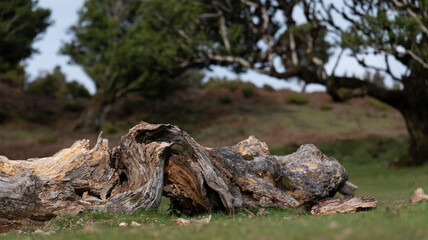 A close-up of a weathered tree trunk lying on grassy ground, surrounded by a natural landscape with scattered trees in the background. A serene and rustic outdoor scene.