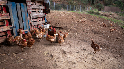 A flock of chickens roaming freely near a rustic wooden coop on a dirt farmyard. The rural setting captures a simple and natural farm life atmosphere.