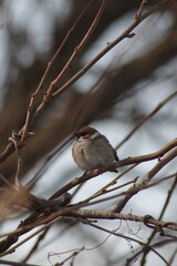 Obraz premium 枝にうずくまってとまるふくらすずめ