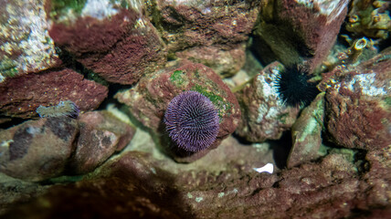 A purple sea urchin nestled among colorful rocks and algae underwater, showcasing marine biodiversity in a shallow coastal environment. A detailed view of ocean life.