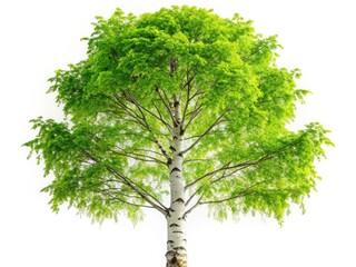 High-resolution image:  A white birch tree's leaves softly blur in a long exposure, against a clean white background.