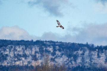 Bird in the sky