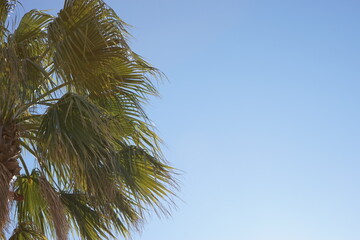 青空に映えるヤシの木