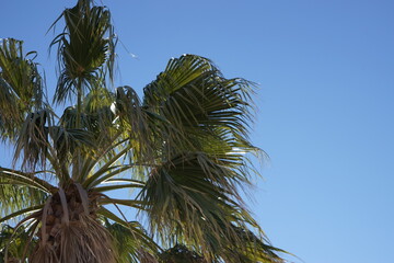 青空に映えるヤシの木