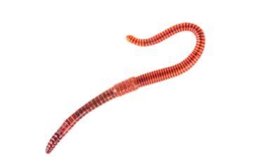 Macro shot of red worm Dendrobena in manure, earthworm live bait for fishing isolated