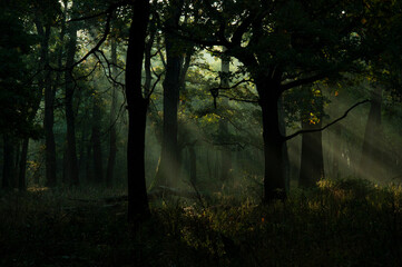 Fog covered oak forest with rays of sunlight breaking through creating an enchanting almost magical landscape. Enchanted old oak forest.