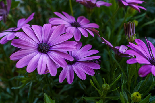 Purple daisy blooming in the summer garden. African daisy or bellis beautiful flower.