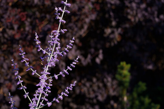 Russian sage twig on dark garden background with a bee flying by it. Salvia yangii honey plant with puerple little flowers.