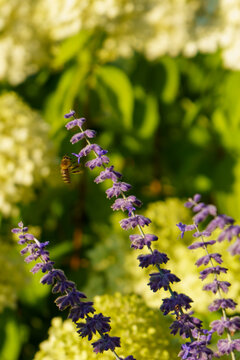 Single twigs of Russian sage against a yellow sunny day in summer with a bee flying next to it.