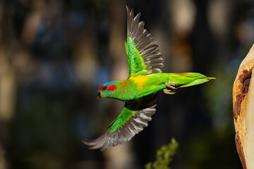 Masked Lorikeet in fly 
