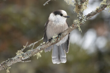 A Canada Jay perched on a branch in winter.
