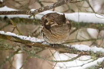 Puffed up ruffed grouse sitting in a tree.