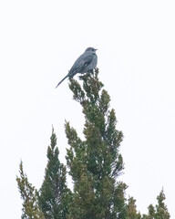 Townsend's Solitaire perched on top of a Juniper. tree.