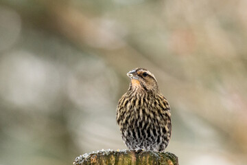 Female red-winged blackbird sitting on a fence post in winter