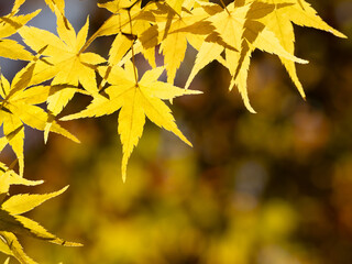 黄葉したカエデの木