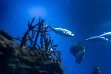 Fototapeta premium Fish swimming in the blue ocean next to rocks and sea vegetation.
